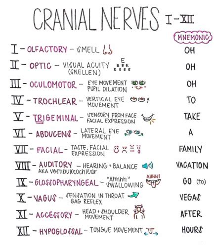 Cranial Nerves I Xii Flashcards Quizlet