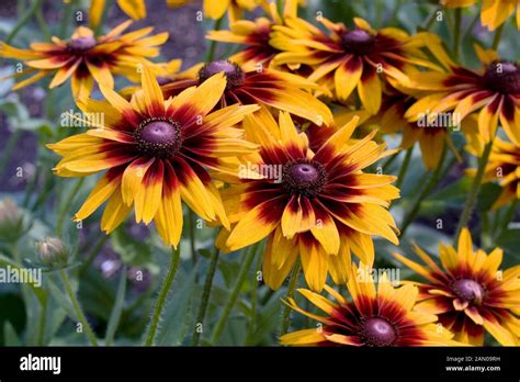 Rudbeckia Hirta Cherokee Sunset Stock Photo Alamy