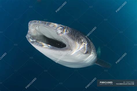 Whale shark with opened mouth — underwater, Color Image - Stock Photo