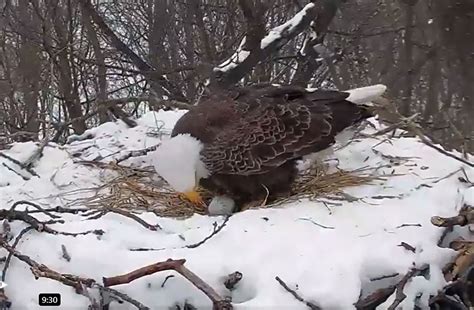 Bald Eagles Have Started Laying Their Eggs In Pennsylvania Nests