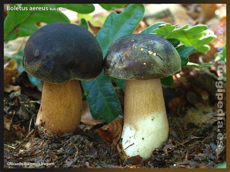 Boletus Aereus