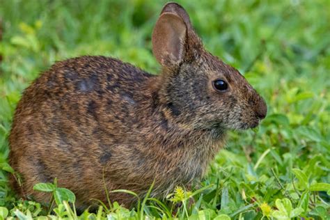 Lapin Des Marais Photos Banque Dimages Et Photos Libres De Droit Istock