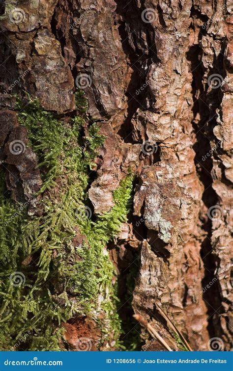 Cáscara del árbol de pino foto de archivo Imagen de piceas 1208656