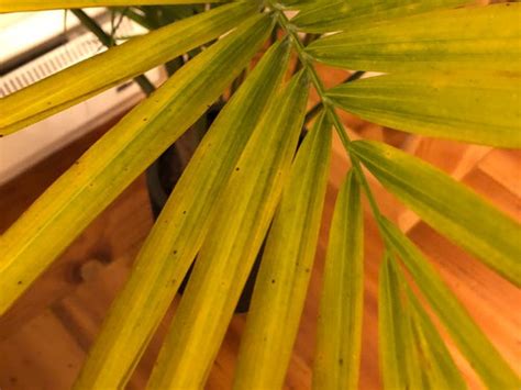 Majesty Palm With Brown Spots