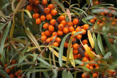 Sea Buckthorn Tree Which Grows Best Juicy Berry Useful Buckthorn Stock