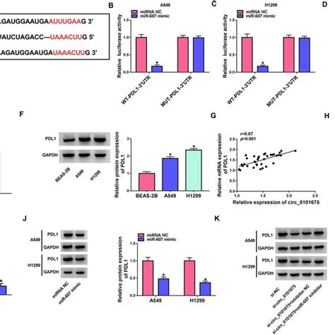 MiR 607 Targeted PDL1 Expression A The Estimated Binding Sites Of