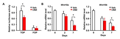 Carbamazepine Inhibits The Activity Of Catenin And Wnt Expression In