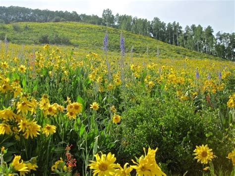 Crested Butte Trails: Brush Creek - Travel Crested Butte