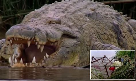 Mystery Surrounds Fate Of One Tonne Crocodile Which Has Eaten More