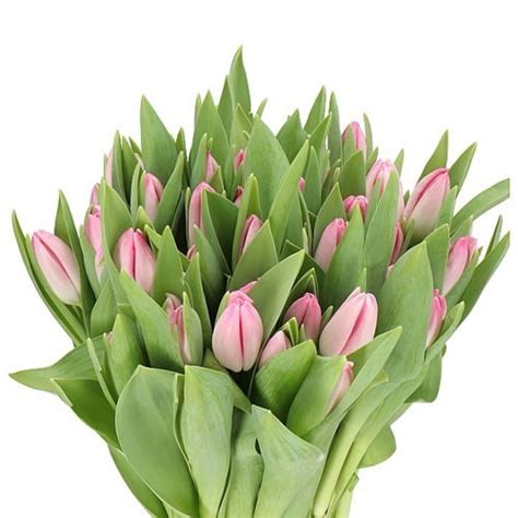 TULIPS DUTCH BEAUTY 37cm 35gm | Wholesale Dutch Flowers & Florist ...