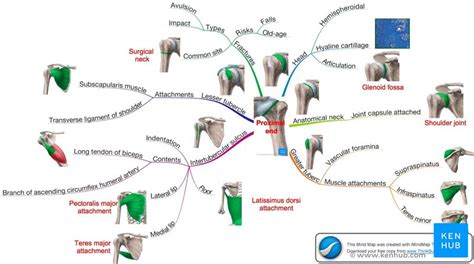 How To Learn Anatomy With Mind Maps Kenhub