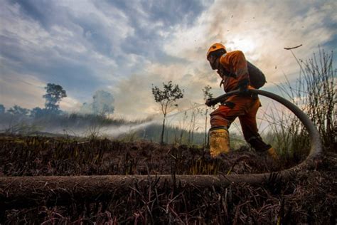 BPBD Kebakaran Hutan Dan Lahan Di Kalsel Capai 163 Hektare Kumparan