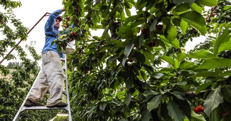 Photo Gallery — Gee Whiz Premium Fruit Grower