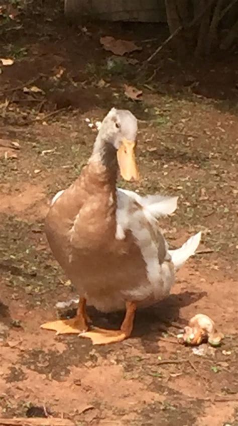 12 Week Old Ducks Sex And Breed Backyard Chickens Learn How To