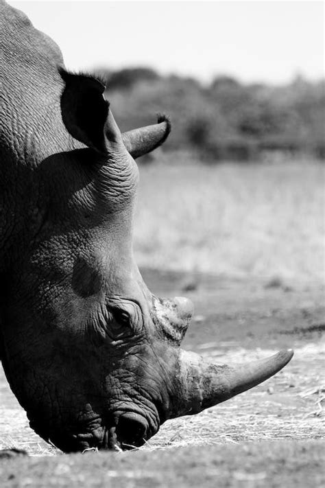 Rhinoceros Eating Grass · Free Stock Photo