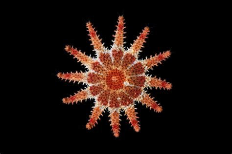 Echinoderms