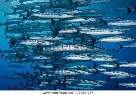 239 Blackfin Barracuda Images, Stock Photos & Vectors | Shutterstock