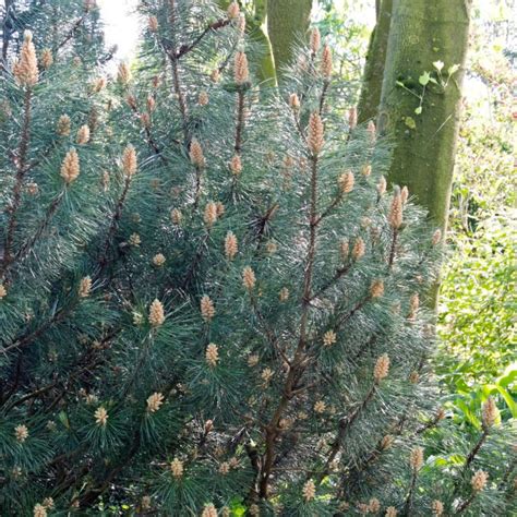 Sosna Wejmutka Pinus Strobus Opis Wygl D Wymagania Uprawa I