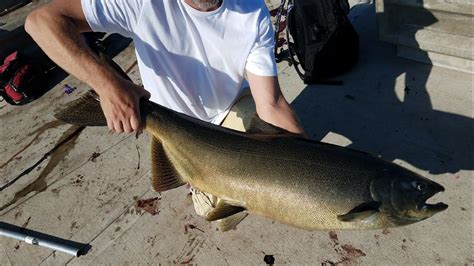 Huge Chinook Salmon Caught From Shore Youtube