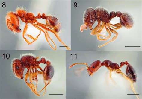 Exotic Ants In Cambodia Continued 8 Solenopsis Geminata 9 Download Scientific Diagram