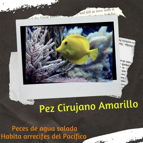 Un Pez M Dico Especies De Pez Cirujano Hive