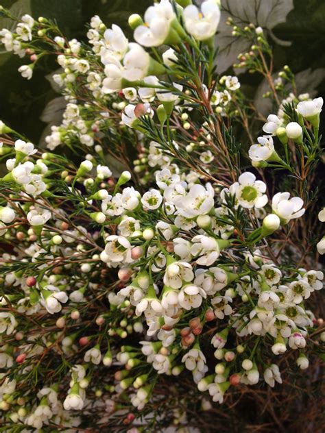 Waxflower Visit Us At Waxflower Flower Identification Wax Flowers Plants