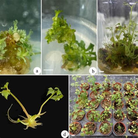 Shoot Organogenesis From In Vitro Leaf And Petiole Explants Of