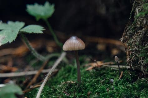 Cogumelos Venenosos Em Musgo Verde Em Um Fundo Natural Escuro Tradi Es