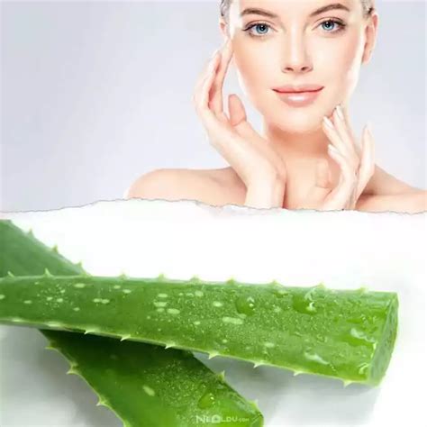 Aloe Vera Nedir Nasıl Kullanılır Mucizevi 5 Faydası