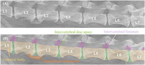 Can Ai Detect Spondylosis Deformans In Dogs