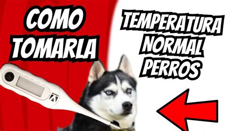 La temperatura en perros qué debes saber parte 1 YouTube