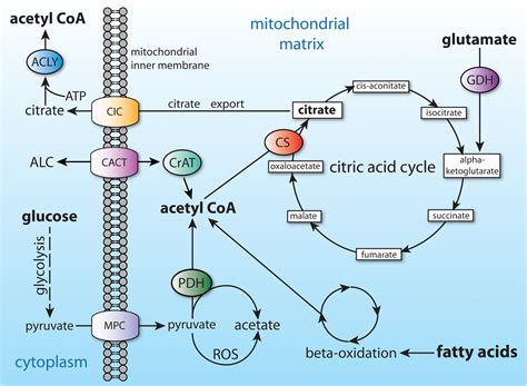 Frontiers Acetate Revisited A Key Biomolecule At The Nexus Of