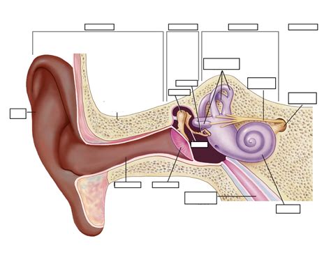 Ear Diagram Labeling Quiz