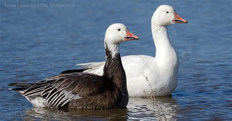 Snow Goose American Bird Conservancy
