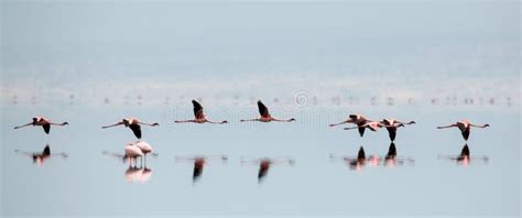 Flamingos In Flight Flying Flamingos Over The Water Of Natron Lake