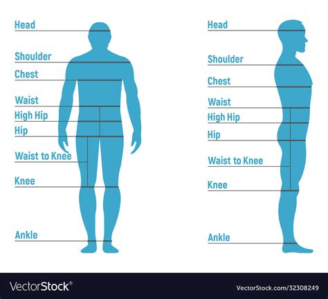 Male Anatomy Chart