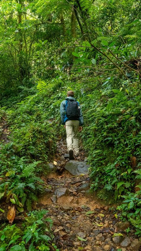 Hiking El Pianista Trail A Cloud Forest In Boquete Panama