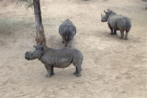 Baby Rhino Poaching