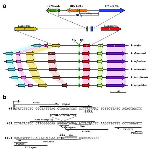 Sequence conservation and secondary structure of the U2 snRNA. a ...