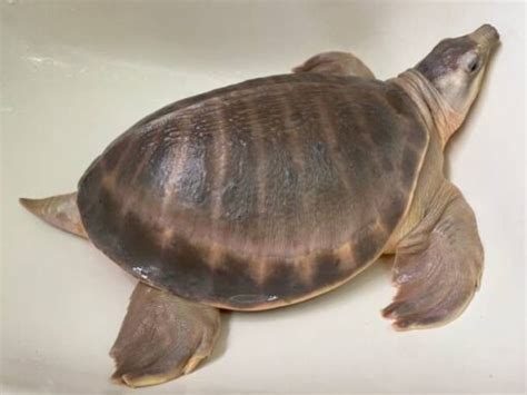 Fly River Turtle For Sale | buy fly river turtle online | Pig nosed turtle