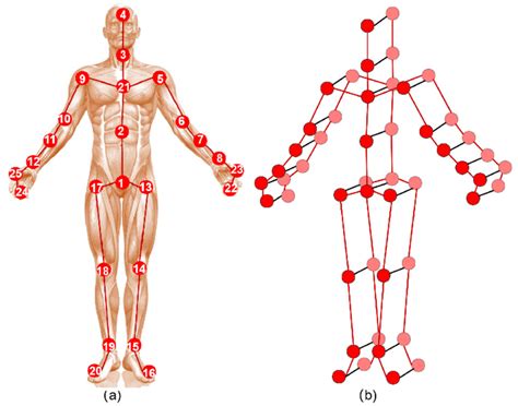 Image A Represents The Skeleton Graph And Its Joint Label In The