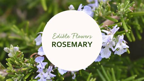 Edible Flowers Rosemary Flowers Benefits Youtube