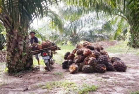 Kebun Dalam Kawasan Hutan Dan Legalitas Masalah Terbesar Perkebunan Riset