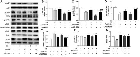 Frontiers Neuroprotective Effect Of Daidzein Extracted From Pueraria