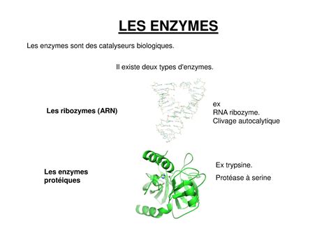 Ch Enzymes Les Enzymes Les Enzymes Sont Des Catalyseurs Biologiques