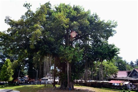 Menguak Misteri Pohon Beringin yang Sering Dianggap Angker dan Mistis