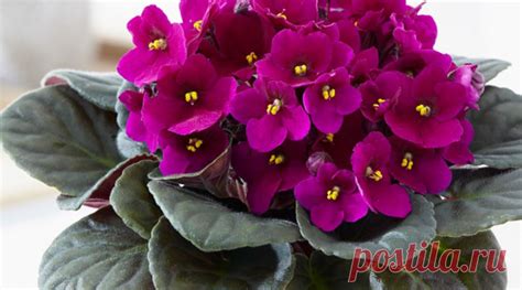 Красивые фото фиалок | Комнатные цветы и растения | Красивые фото ...