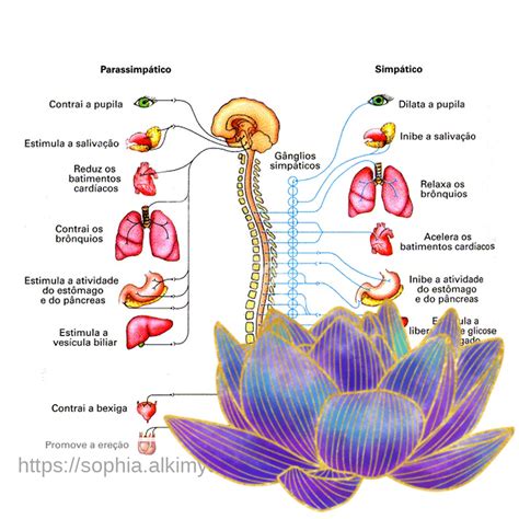Sistemas Simpático e Parassimpático Sophia Ser Alkimya