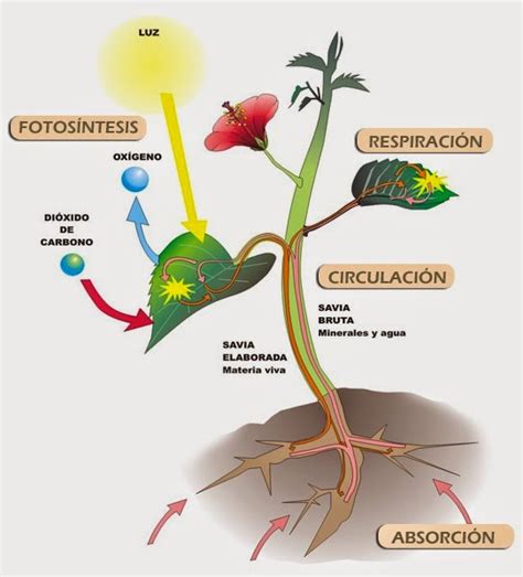 NutriciÓn Celular Desarrollo