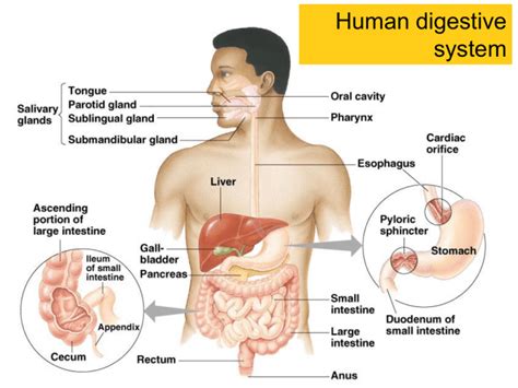 Physical vs. Chemical Changes in Digestion